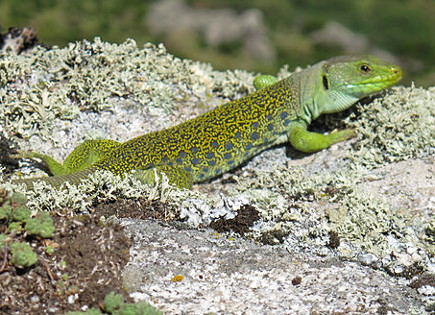 Lagarto Ocelado